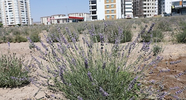 Kocasinan'da 'Lavanta' Bahçesi Hasadı Yapıldı'