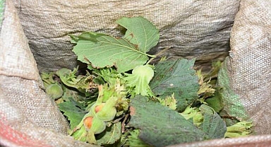 Ordu'da fındık hasadı başladı