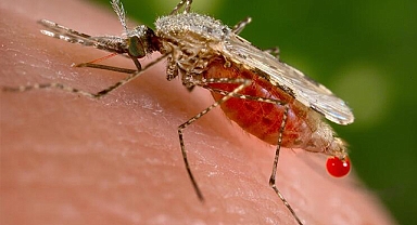 Prof. Dr. Levent Aydın uyardı: Evinizi sarıya boyamayın!