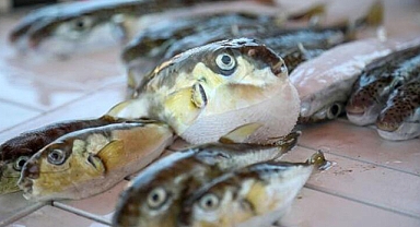 Profesör Gökoğlu istilacı deniz canlıları sayısında 5 yıl içinde artış olucağını açıkladı