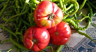 Sarıcanın 60 Yıllık Yerli Sebze Üreticileri