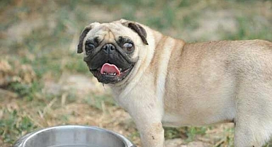 Sokağa terk edilen cins köpekler yeni yuvalarını arıyorlar