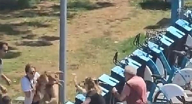 Tasmasız gezdirilen köpek dehşet saçtı