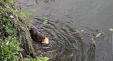Tunca Nehri'ni mesken tutan su maymunları evcilleşti!