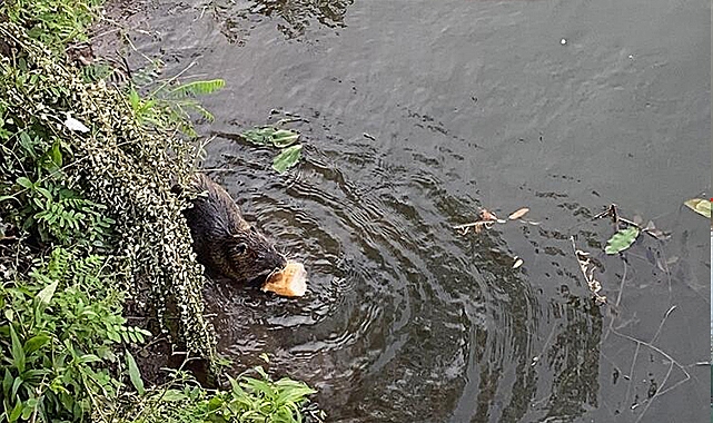 Tunca Nehri'ni mesken tutan su maymunları evcilleşti!