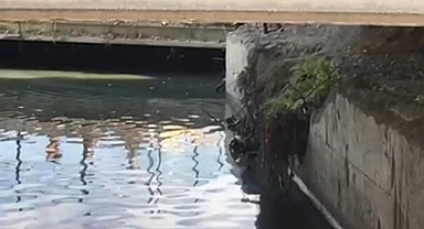 Veliefendi Hipodromu'nda Flaş Gelişme...