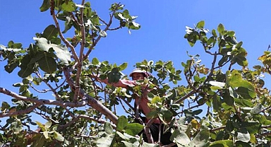 'Yeşil Altın' olarak bilinen Antep fıstığının hasadı başladı