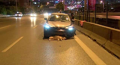 Yola atlayan köpek kazaya sebep oldu!