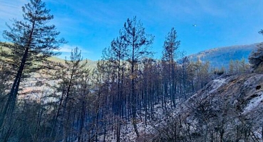 Antalya'nın Alanya ilçesinde yangın