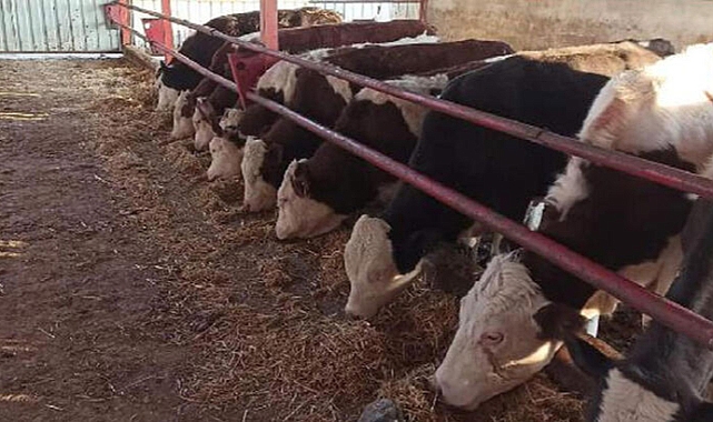 Bakanlık: 2023'te şap hastalığı nedeniyle 16 milyon hayvan aşılandı