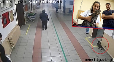 Diyaframı yırtıldığı belirlen kedi, kendi ameliyat olmaya geldi