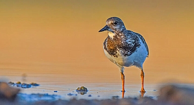 Diyarbakır'da Nadir Rastlanan 3 Kuş Türü Görüntülendi 