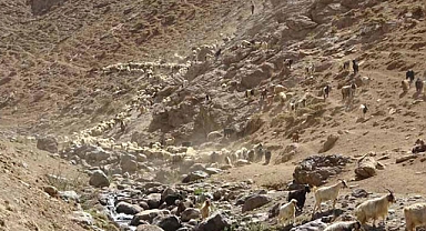 Huzur ortamıyla birlikte yaylalarda hayvan sayısında büyük artış...