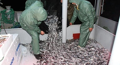 Karadeniz'de 1 Eylül'de Endüstriyel Balıkçılık İçin Av Sezonu Başladı.