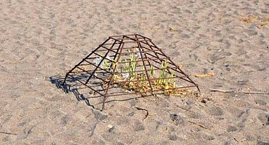 Kum zambaklarına kafes koruması...