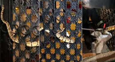 1,5 metrelik yılan apartman kapısına sıkıştı