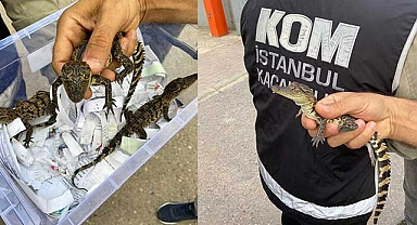 Evde 'Nil Timsahı' besleyen kişiye gözaltı