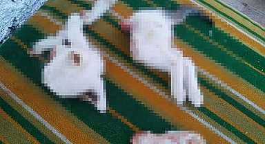 Yavru kedileri parçalayarak öldüren şüpheli 