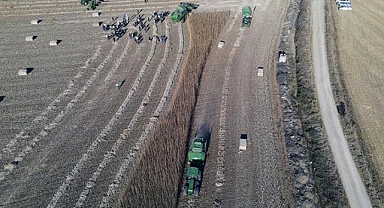 Birkaç sektörde kullanılacak endüstriyel kenevir tohumunun ilk hasadı yapıldı