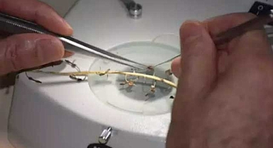 Ege'de yeni bitki keşfedildi: Balan Sümbülü