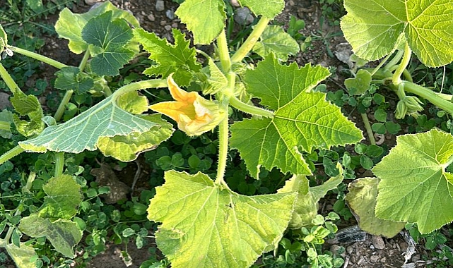 Soysallı da Kendiliğinden Çıkan Üçüncü Ürün Kabaklar Çiçek Açtı