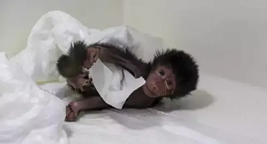 Doğa parkı personeli, annesi 'Nazo'nun sahip çıkmadığı babuna bakıyor