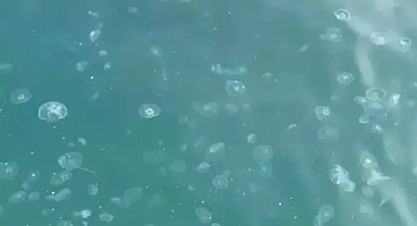 Marmara denizi kirlilik baskıları altında!