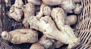 Prof. Dr. Gülçin: Zencefilde bulunan 'kurkumin' çok güçlü bir doğal antioksidan