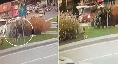 Sultangazi'de sokak köpekleri yoldan geçenlerin kabusu oldu