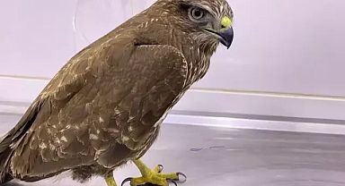 'Yırtıcı kuşlar tehdit altında, kayıtları girmeyin' çağrısı