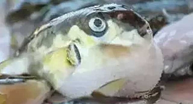 Tuttuğu balon balığını ailesiyle birlikte yedi, 7 kişi zehirlendi