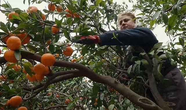 Deprem bölgesinde dalında kalan narenciye ürünlerini toplamak için gönüllüler sahaya indi