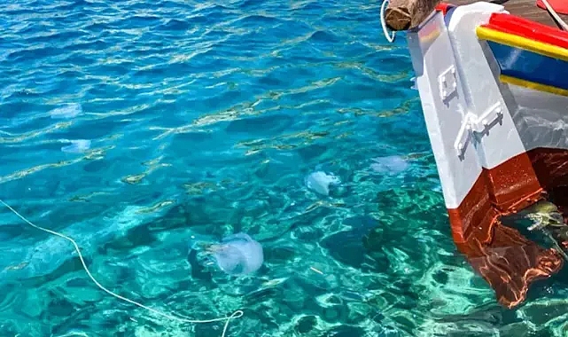 Akdeniz'de ağları yırtan denizanaları için uyarı!