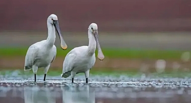 Diyarbakır'da Yürekleri Yakan Görüntüler...