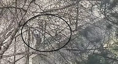 Boşanma aşamasında ki eşine etmediği kalmadı!