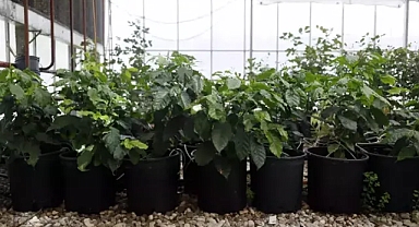 İklim değişikliği yeni bitkiler'in yetişmesine sebeb oldu...