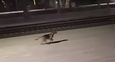 Kendisini besleyen sahibini görünce işte böyle karşıladı...