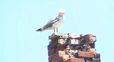 Martının kaptığı kulak davasında flaş karar!