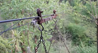 Rize’de ‘varangel’de düşüş yaşanmaya devam ediyor...