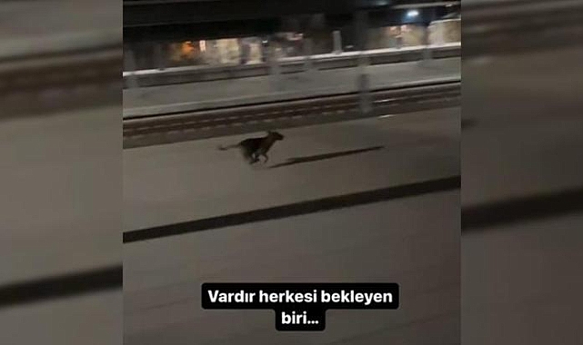 Sokak köpeği, kendisini besleyen makinisti görüp, kullandığı trenin yanında koştu