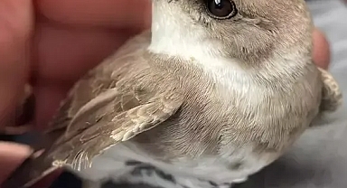 Uzman Veteriner'den duyanlar'ı şok'e edecek performans...