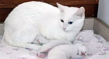 Van kedilerindeki artış tüm hızıyla devam ediyor...