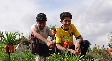 Yüksekova'da 'ters laleler' dönemi başladı...