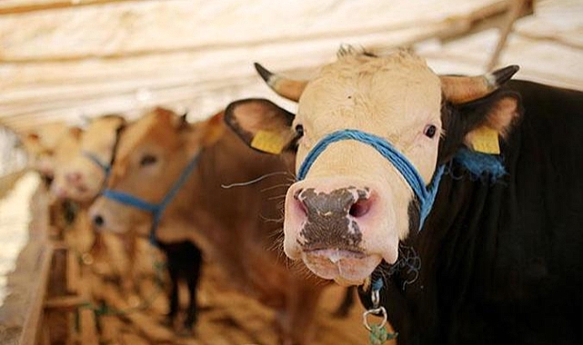 2024 kurban kesim bedeli ne kadar? Diyanet açıkladı