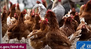 ABD’de süt ineğinden kuş gribi olan kişi sayısı 3'e çıktı...