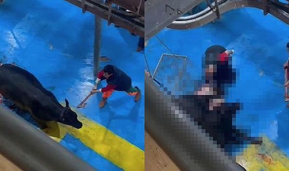 Et entegre tesisinde kesime hazırlanan büyükbaşa eziyet kamerada