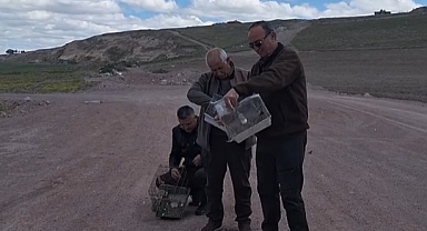 İş yerlerinde beslenen 22 saka kuşu, doğaya bırakıldı