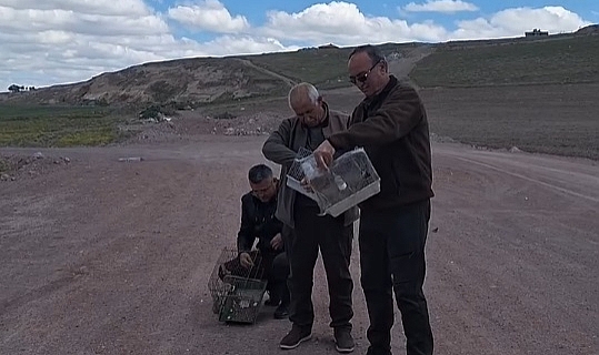 İş yerlerinde beslenen 22 saka kuşu, doğaya bırakıldı