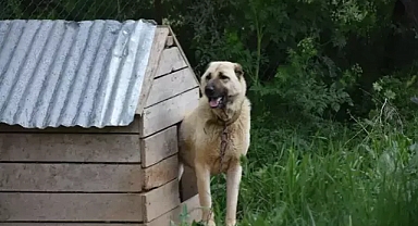 Kangal köpeği konusunda uzmanlar uyardı!