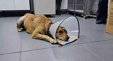 Taksinin çarptığı köpeğin son durumu...